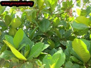 Growing Yellow mandevilla plant