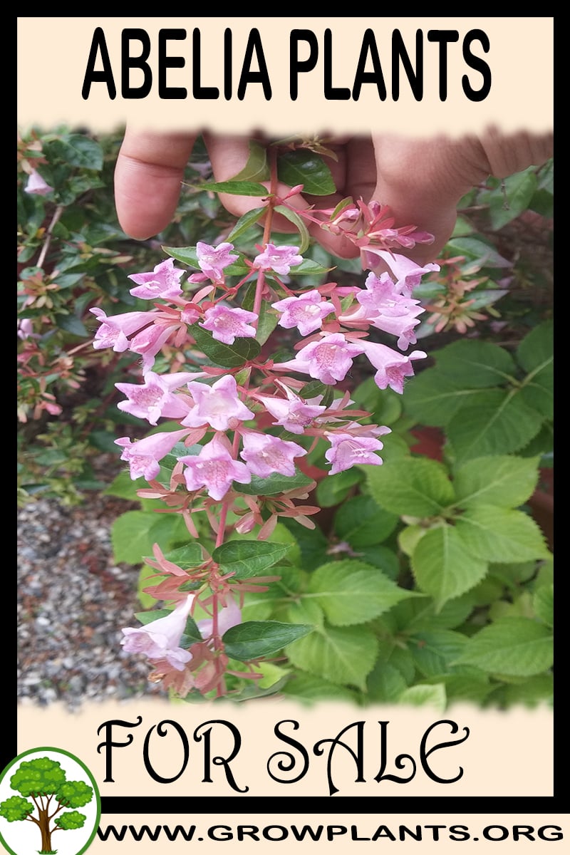Abelia