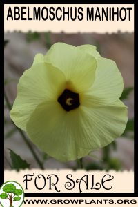 Abelmoschus manihot for sale