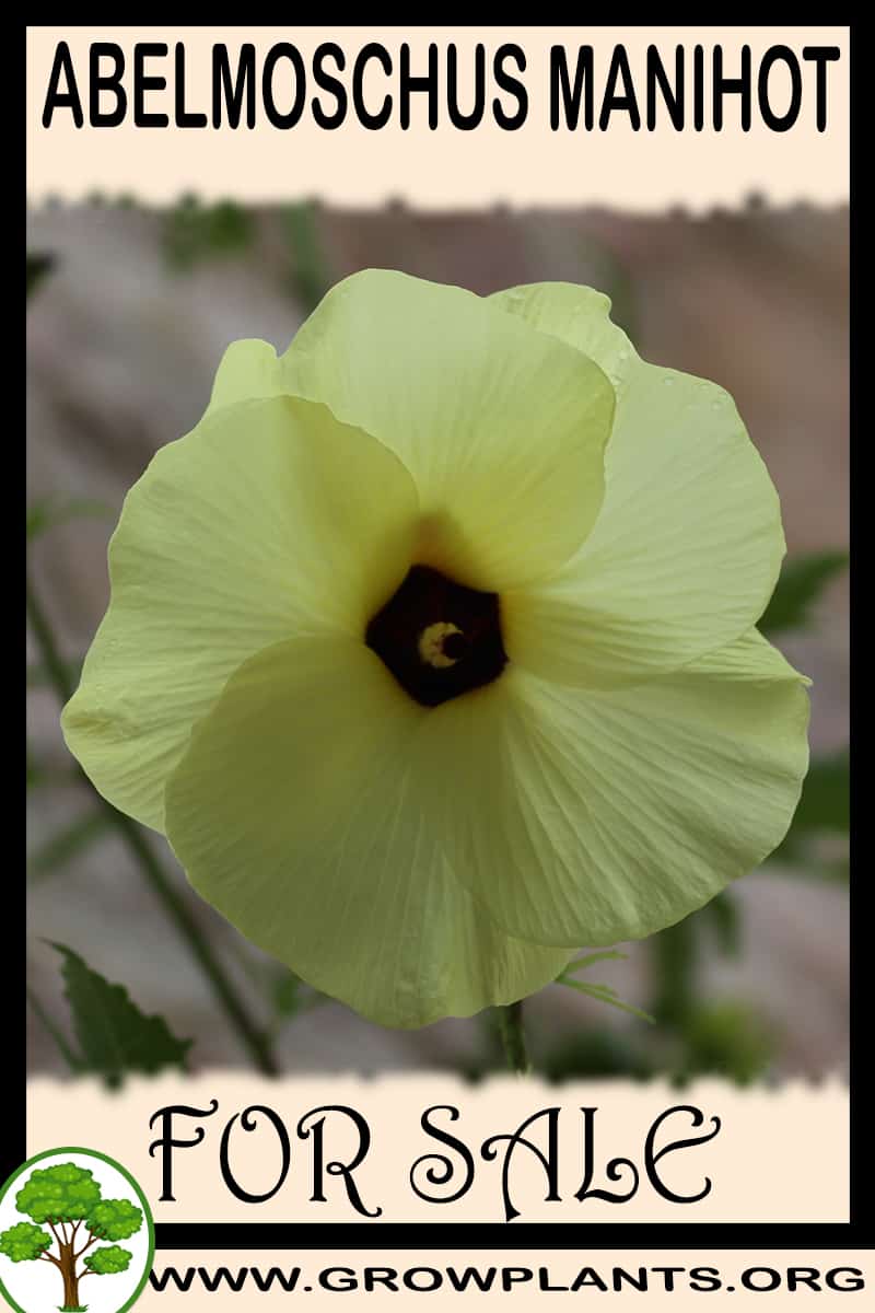 Abelmoschus manihot