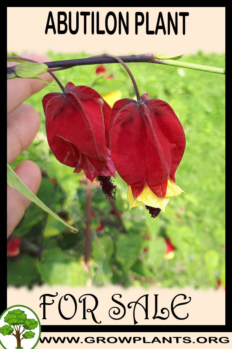 Abutilon