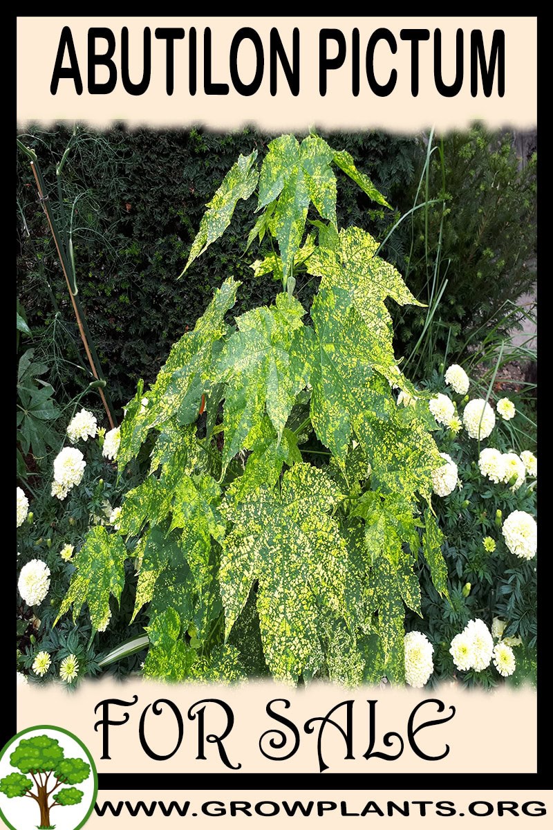 Abutilon pictum