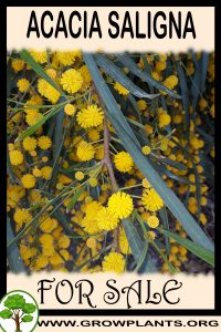 Acacia saligna for sale