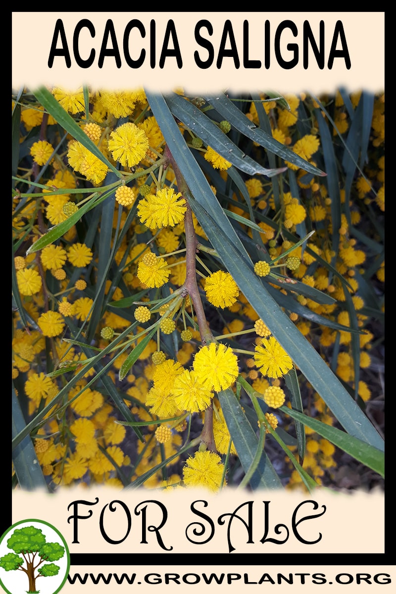 Acacia saligna