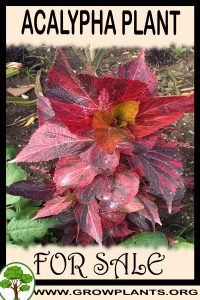 Acalypha for sale