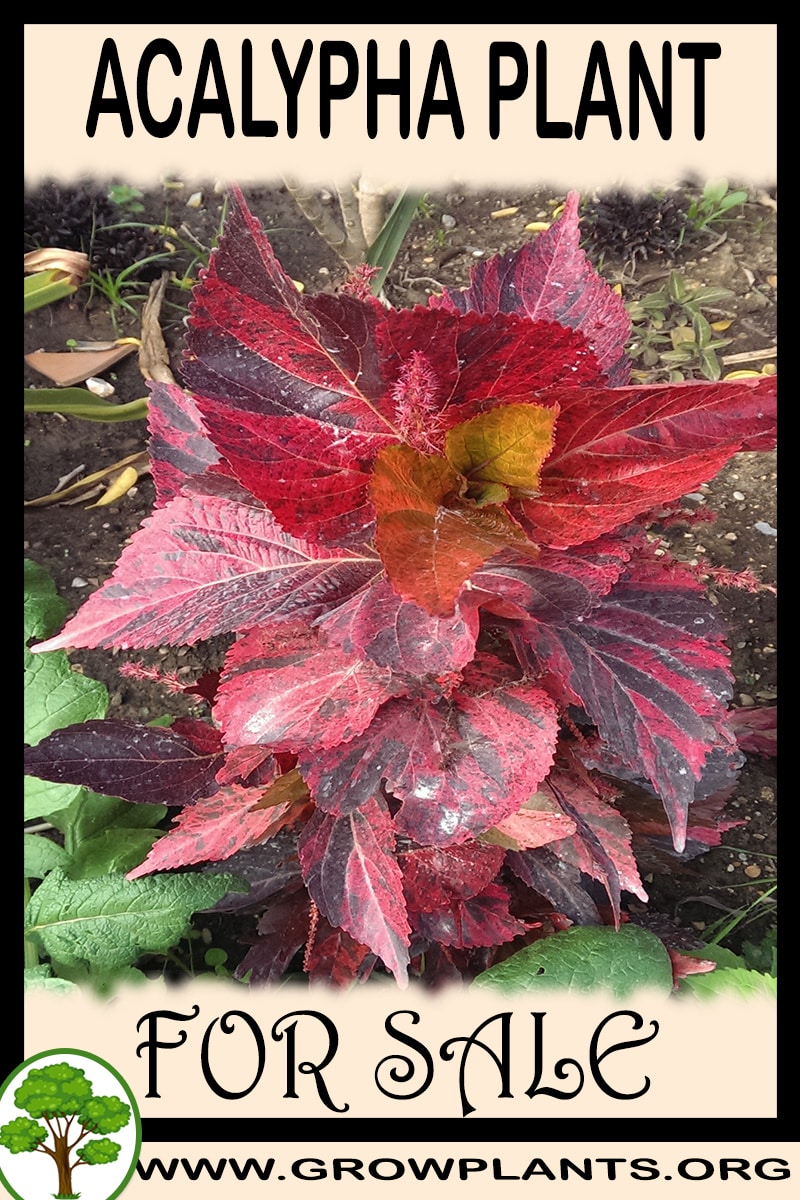 Acalypha