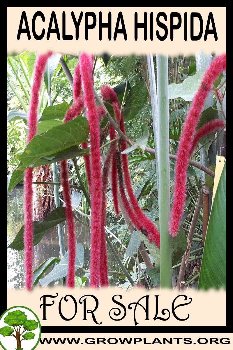 Acalypha hispida