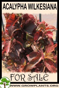 Acalypha wilkesiana for sale