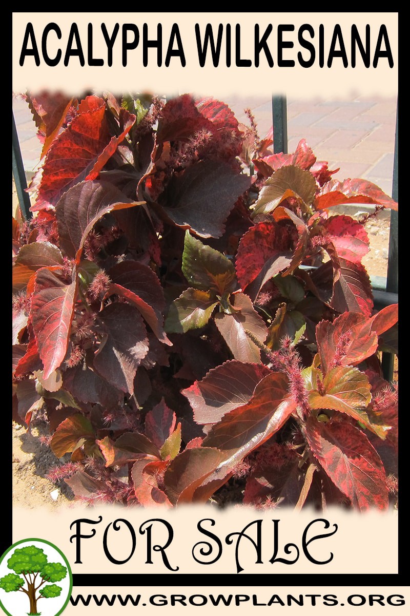 Acalypha wilkesiana