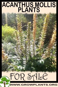 Acanthus mollis plants for sale