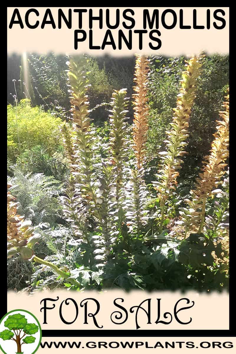 Acanthus mollis plants