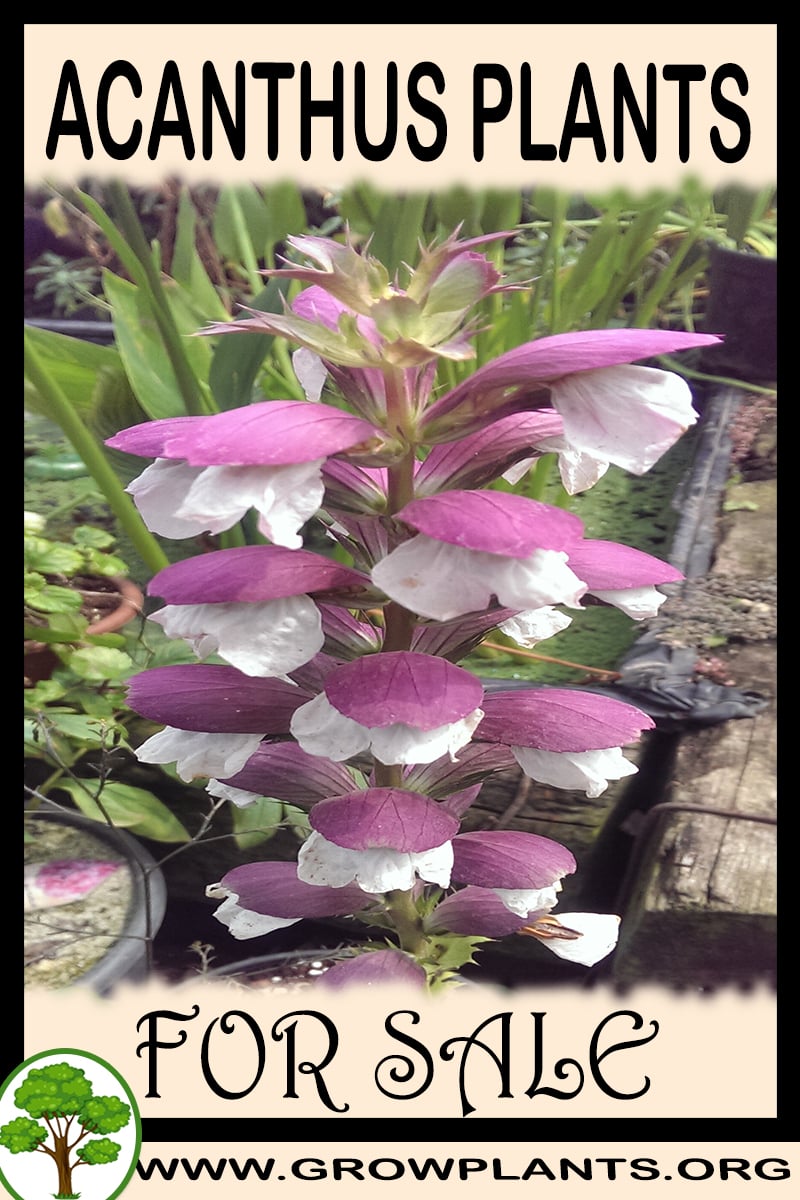 Acanthus plants
