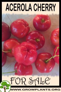 Acerola cherry plant for sale