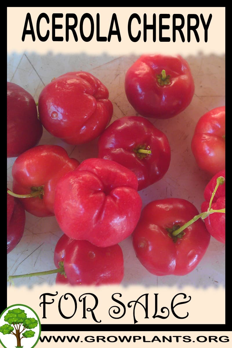 Acerola cherry