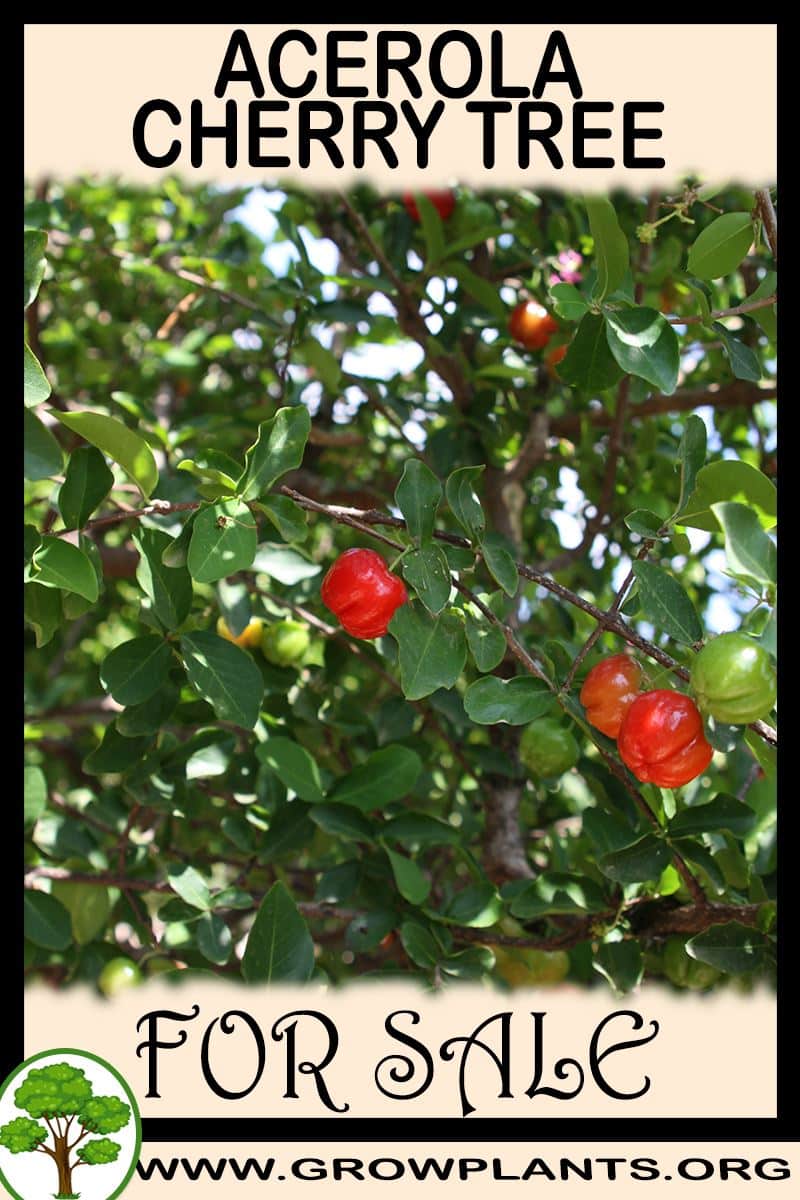 Acerola cherry tree