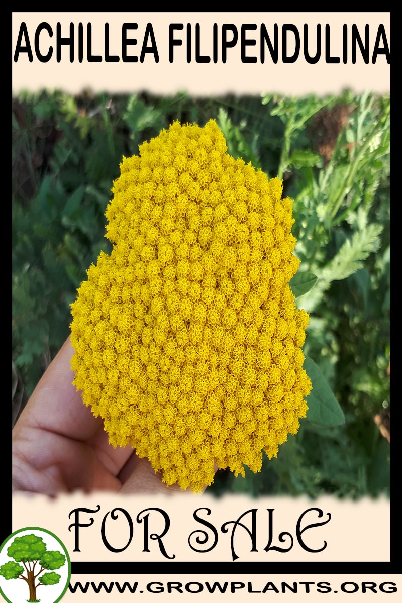 Achillea filipendulina