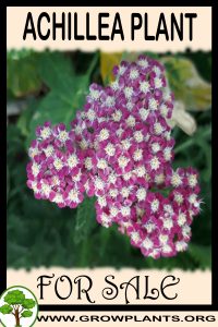 Achillea plants for sale
