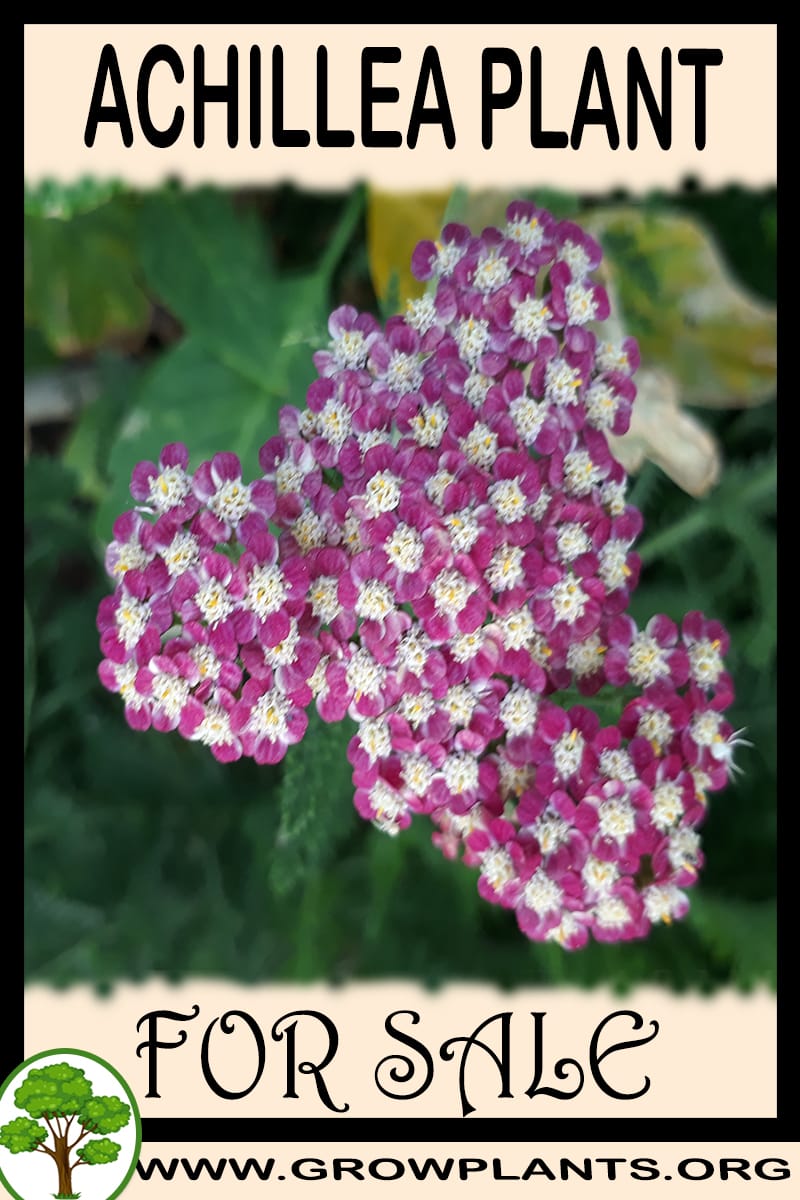 Achillea plants