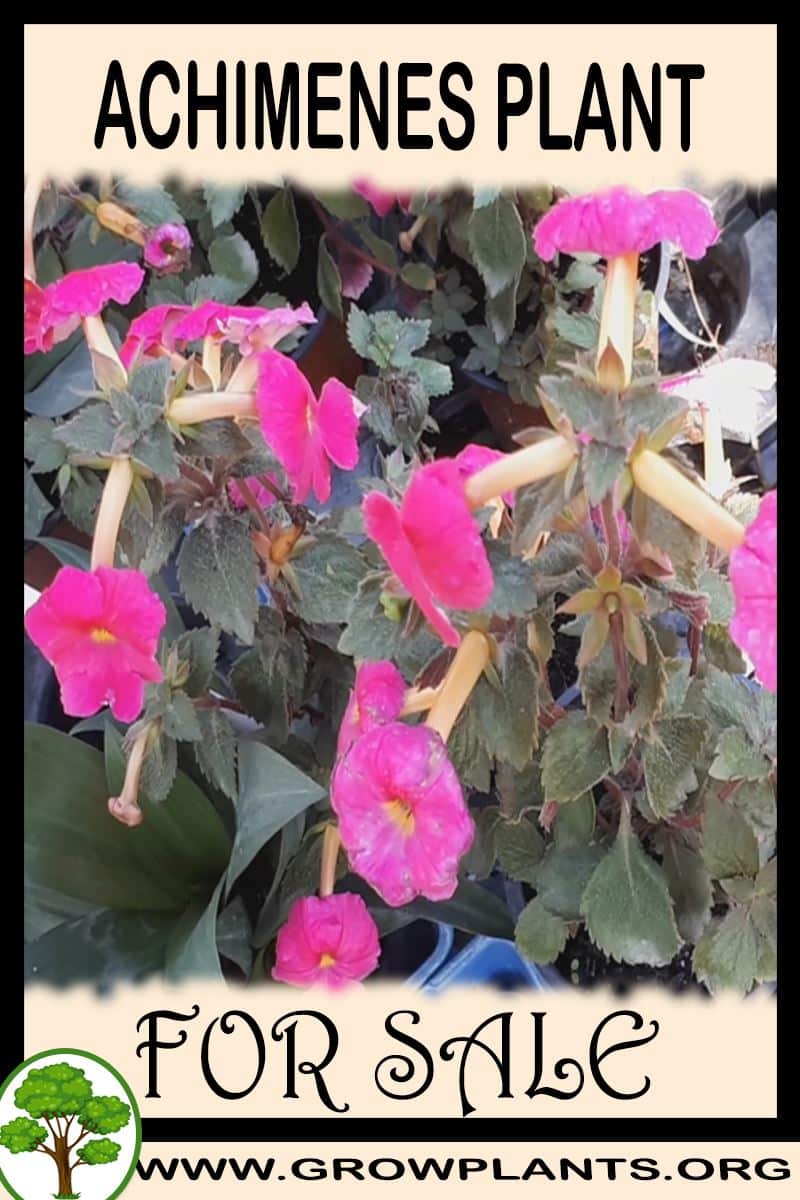 Achimenes