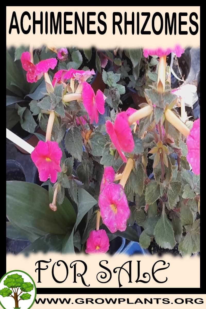 Achimenes rhizomes