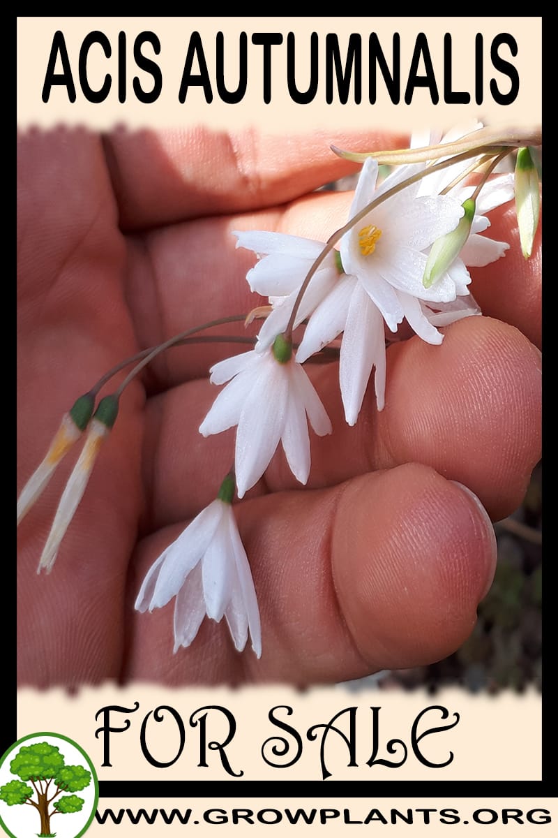 Acis autumnalis