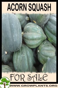 Acorn squash seeds for sale