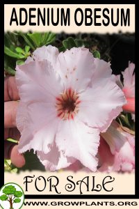 Adenium obesum for sale