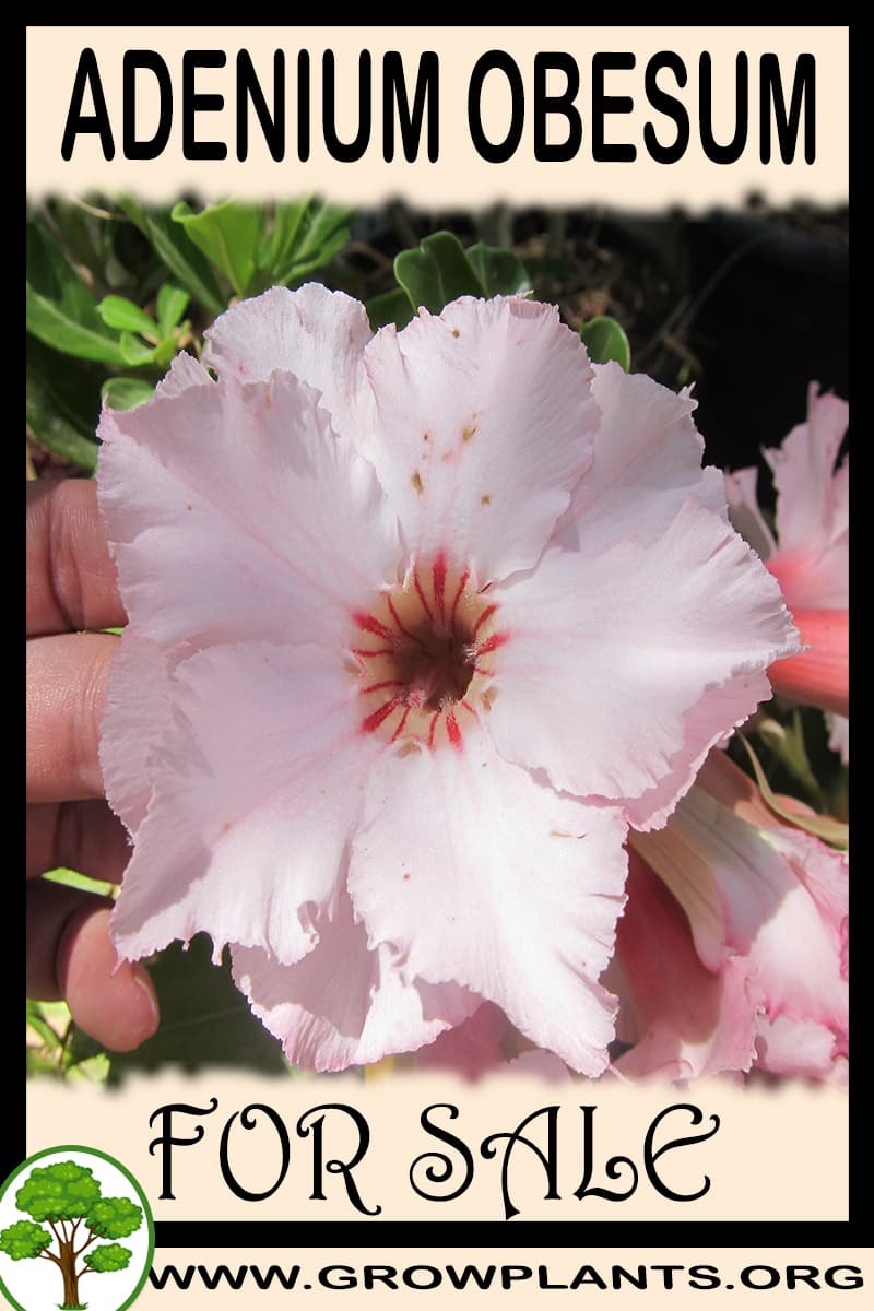 Adenium obesum
