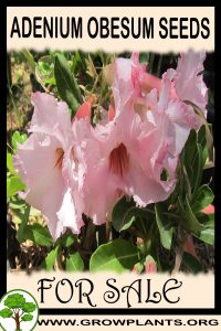 Adenium obesum seeds for sale