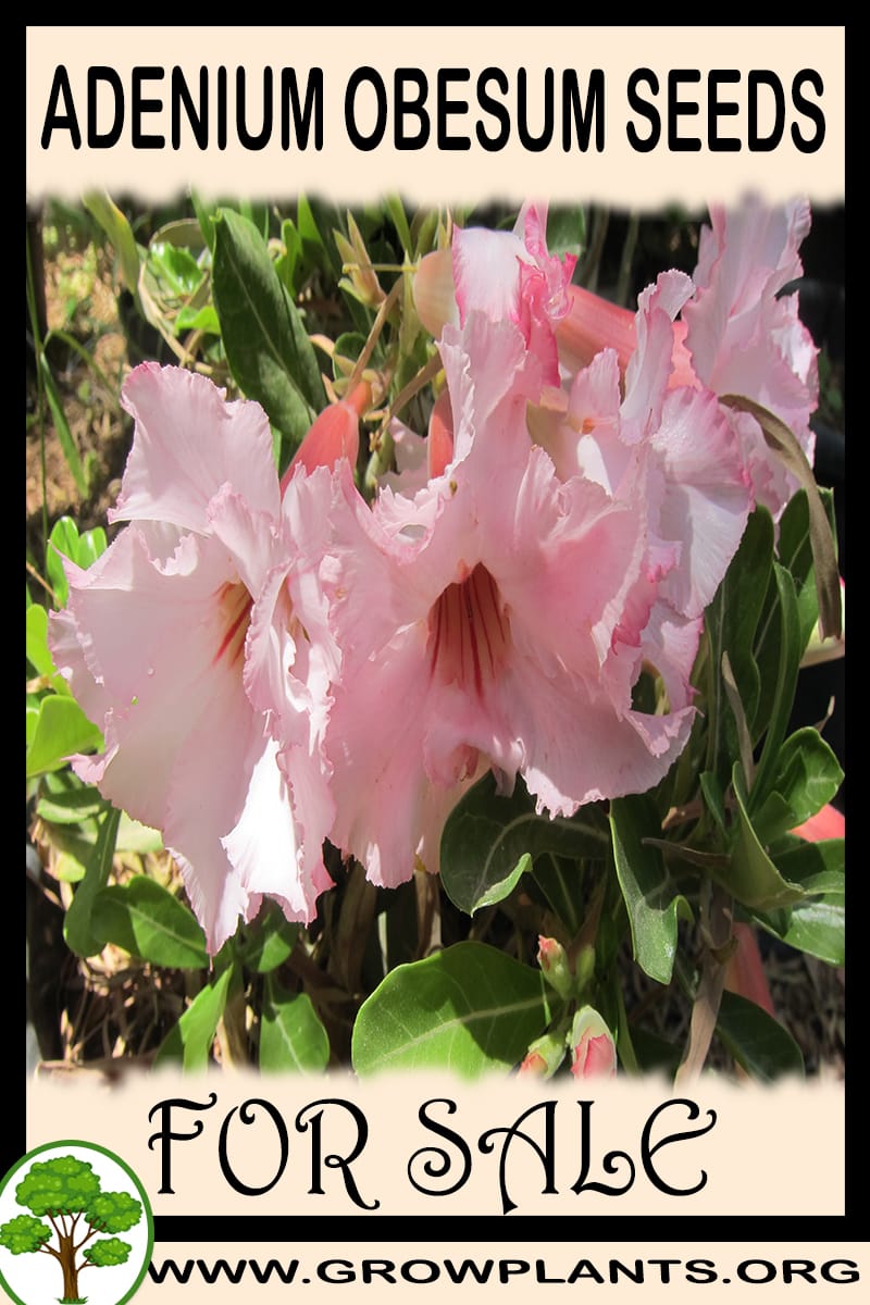 Adenium obesum seeds