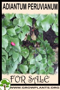 Adiantum peruvianum for sale