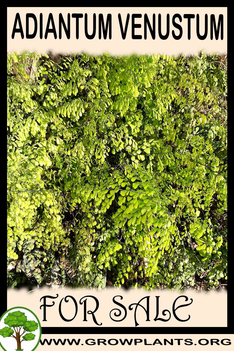 Adiantum venustum