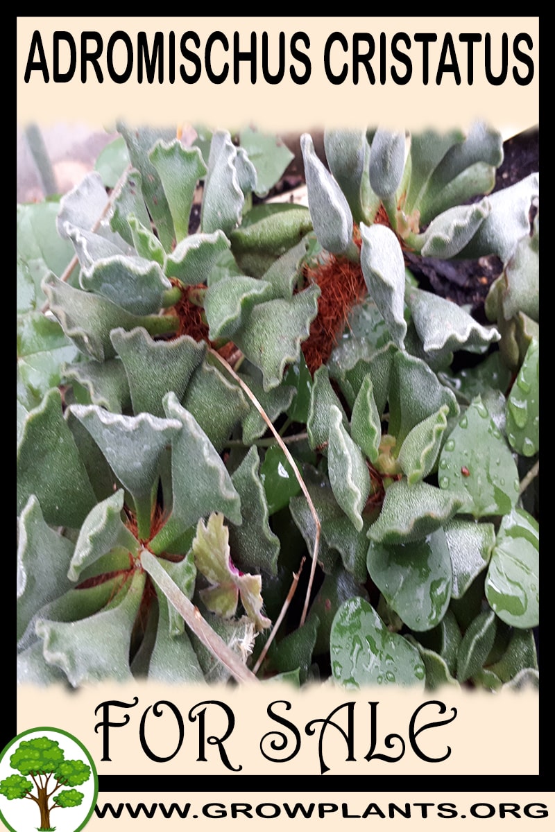 Adromischus cristatus
