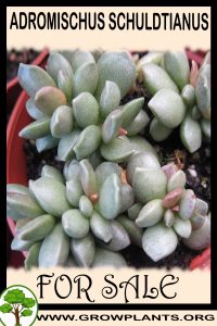 Adromischus schuldtianus for sale