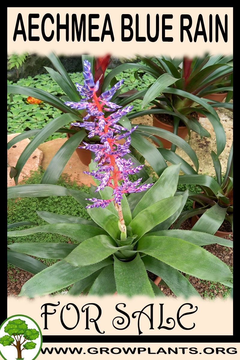 Aechmea blue rain