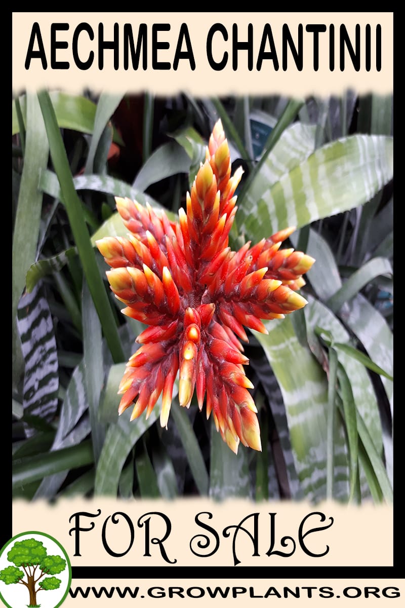 Aechmea chantinii