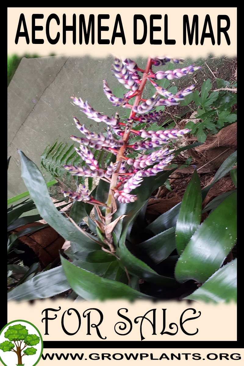 Aechmea Del Mar