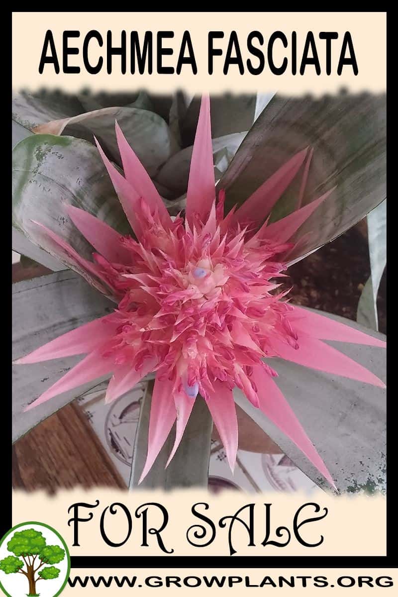 Aechmea fasciata