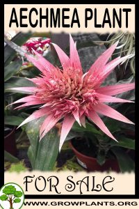 Aechmea for sale