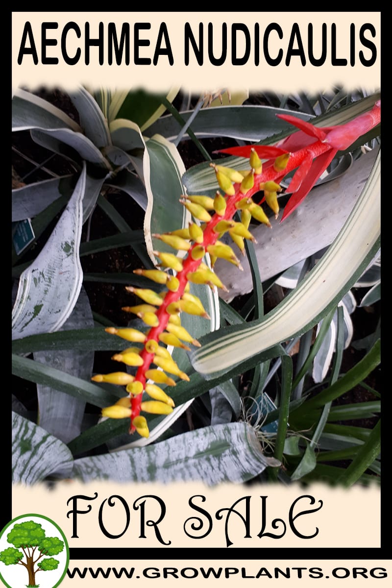 Aechmea nudicaulis