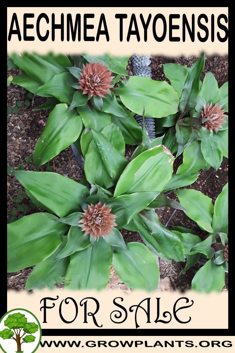 Aechmea tayoensis