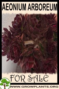 Aeonium arboreum for sale