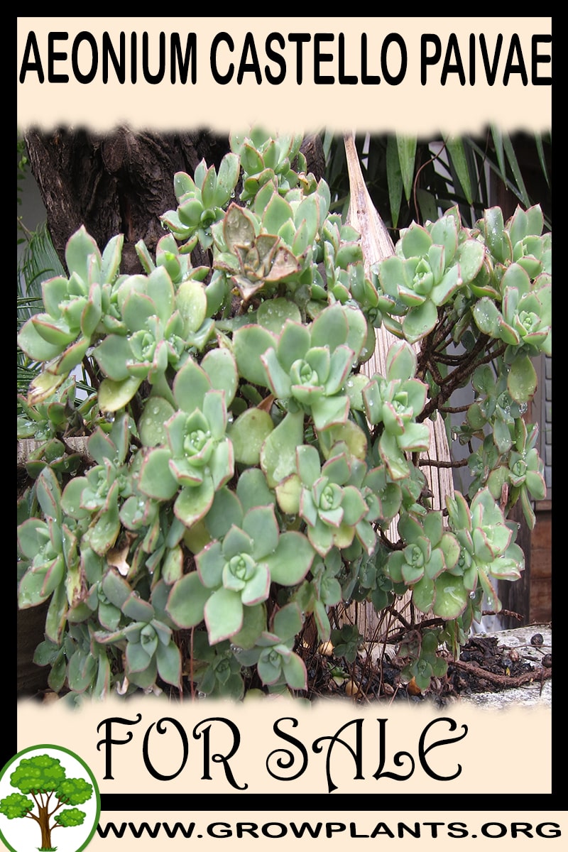 Aeonium castello paivae