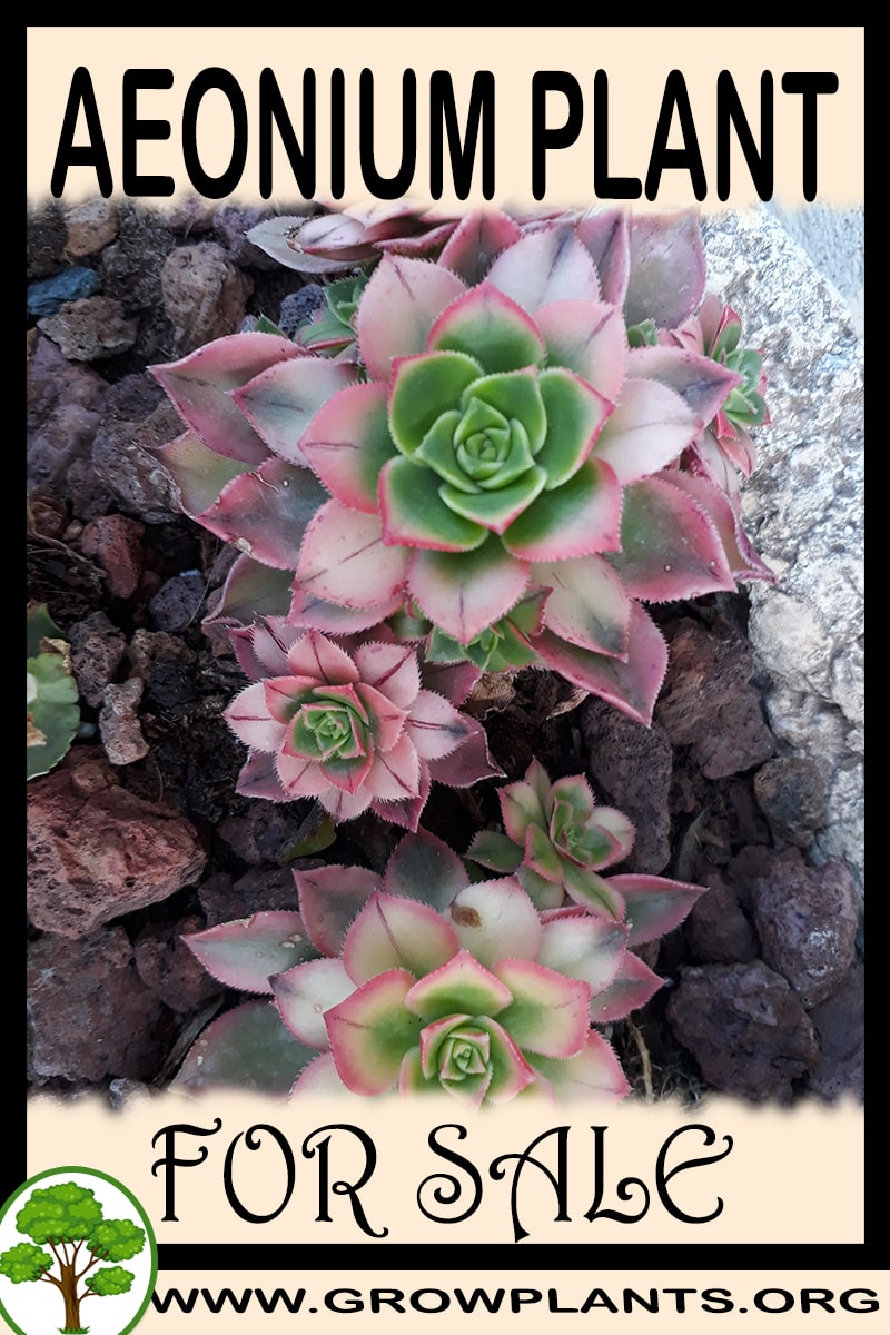 Aeonium