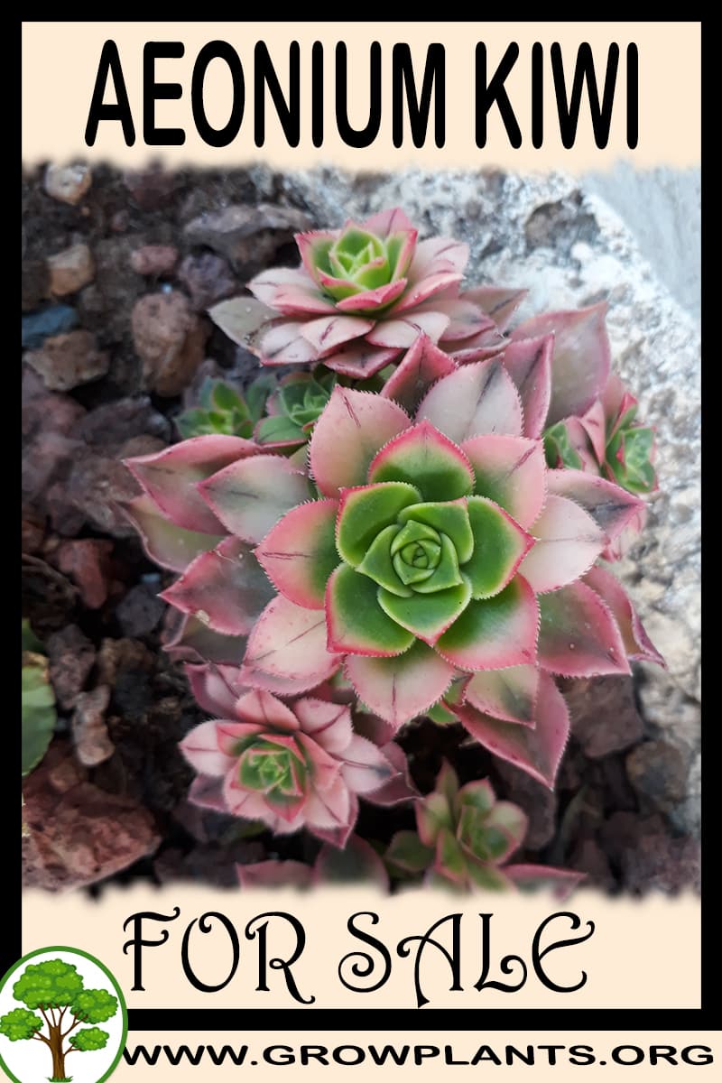 Aeonium kiwi