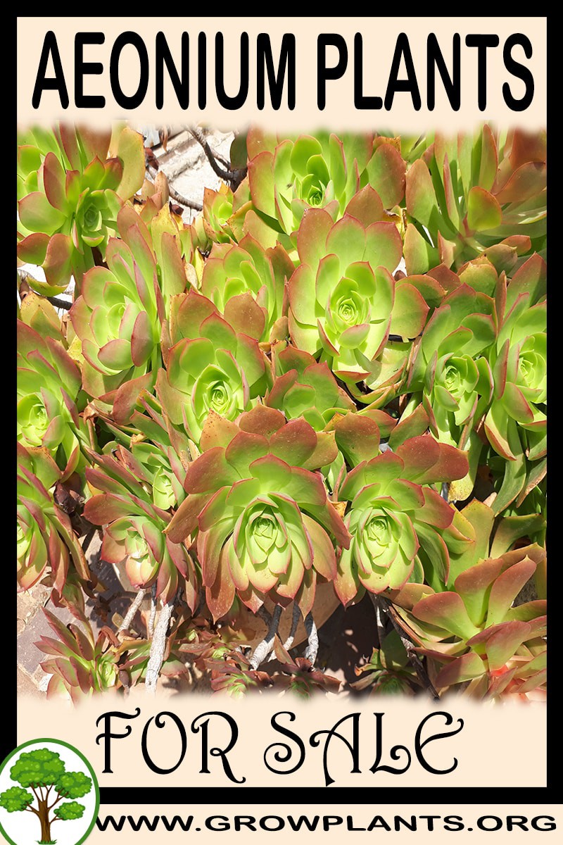 Aeonium plants