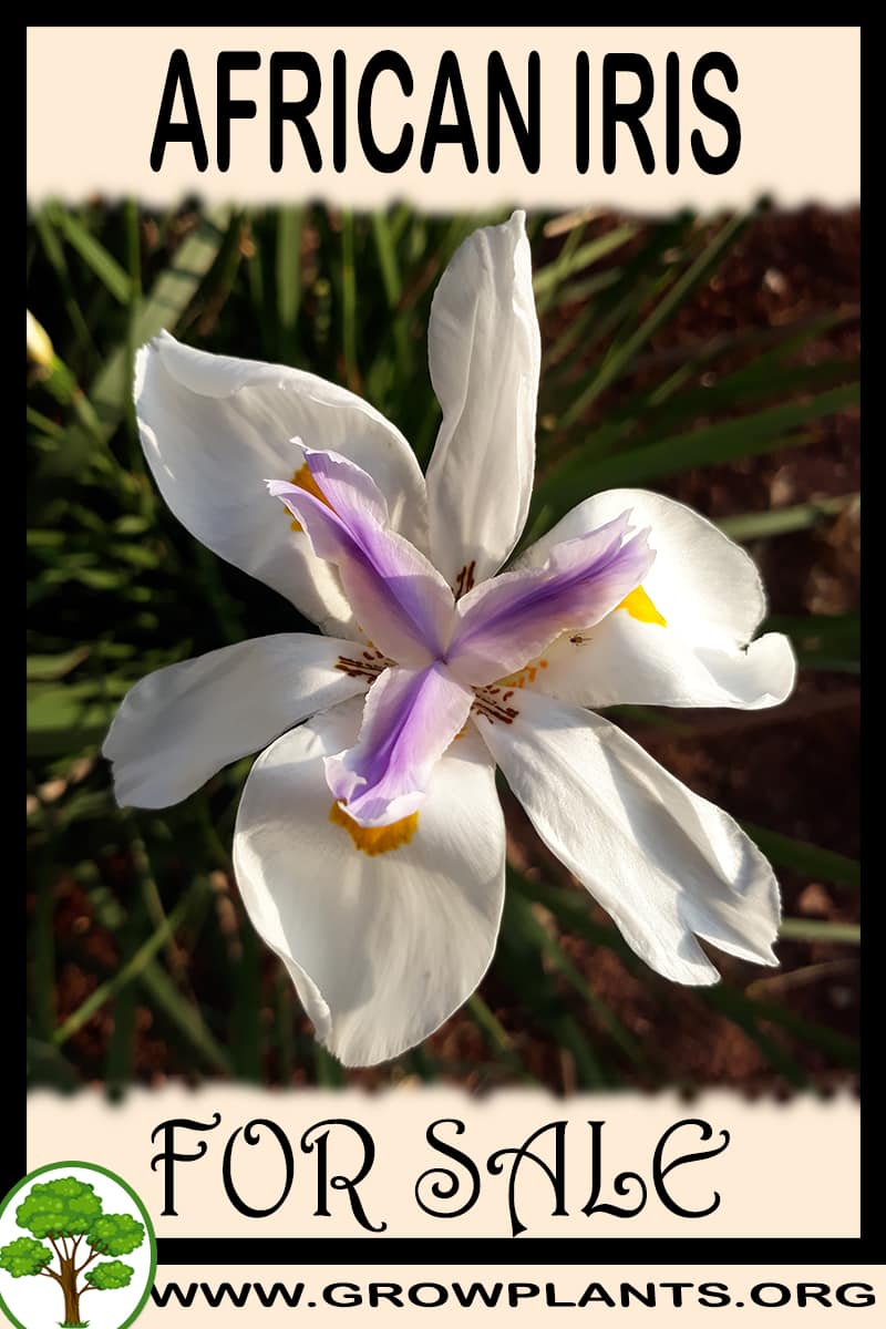 African iris