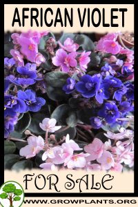 African violet for sale