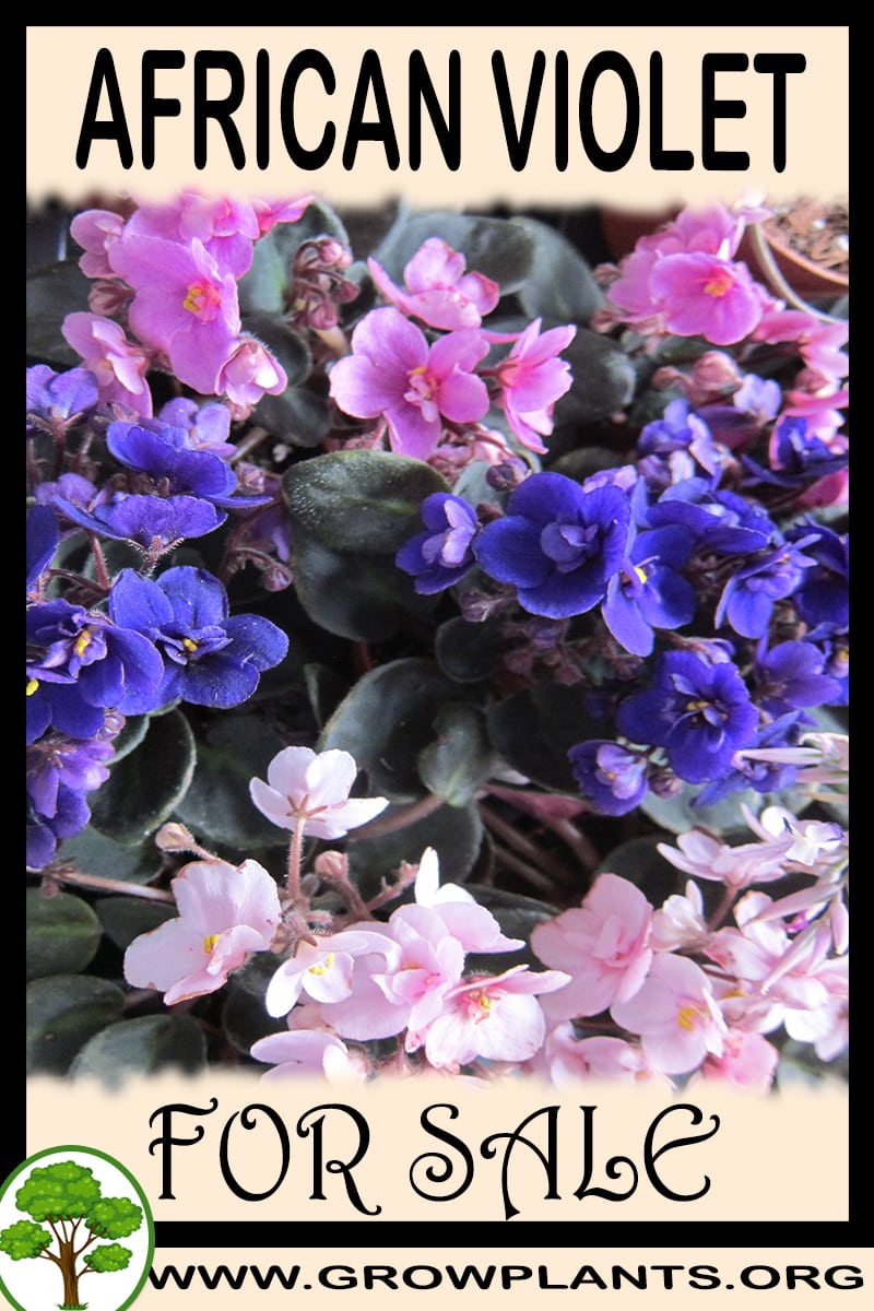African violet