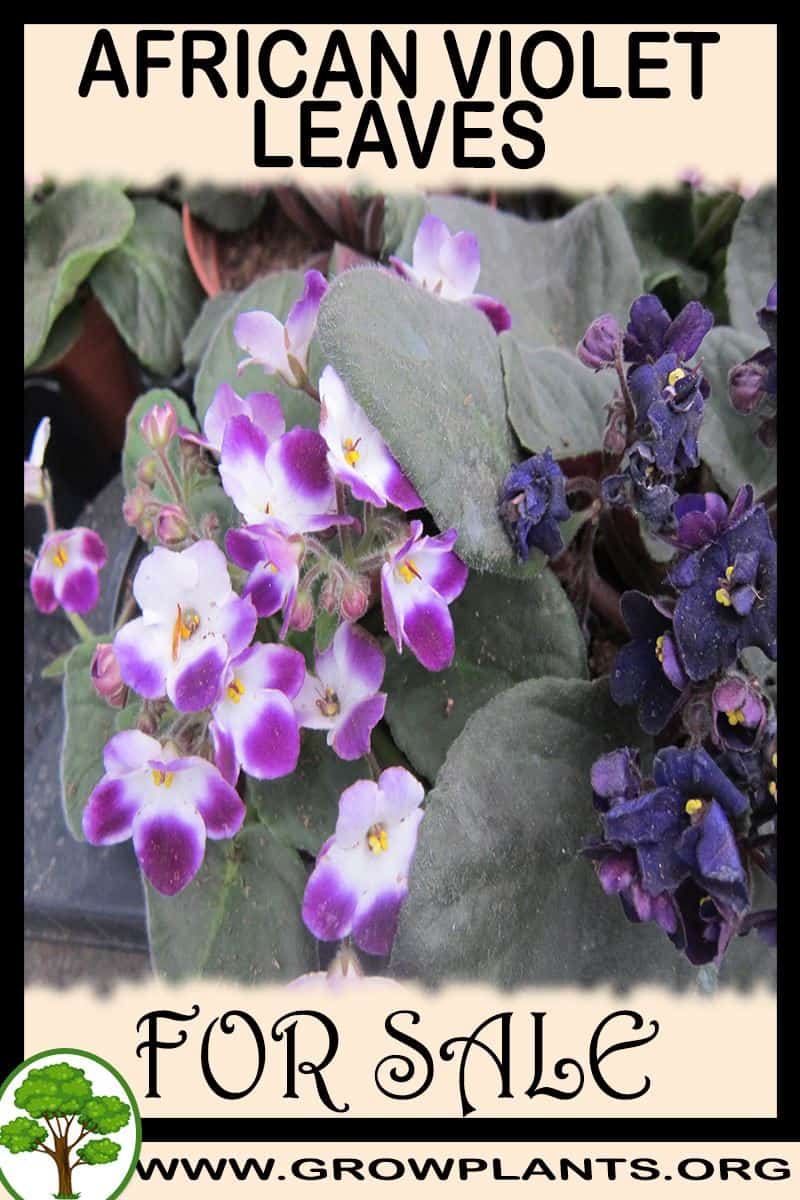 African violet leaves